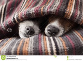 23 примера очаровательной дружбы и любви собак