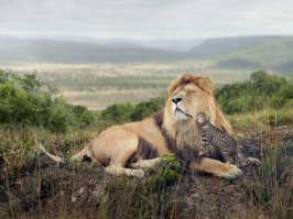 Приемные родители бывают разными