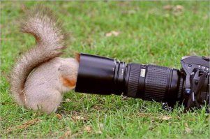 Любопытные животные и фотоаппарат