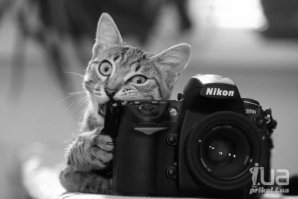 Любопытные животные и фотоаппарат