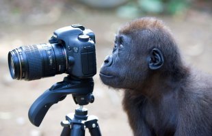 Любопытные животные и фотоаппарат