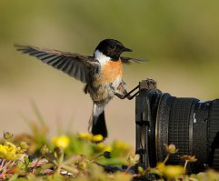 Любопытные животные и фотоаппарат