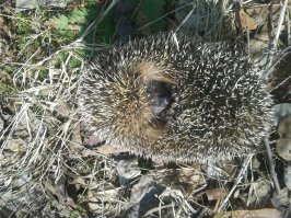 Сегодня ходил за березовым соком и вот этого парня встретил сфотографировал и отпустил