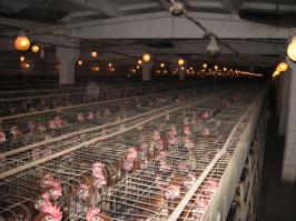 Люкс курятник с системой автоматизации