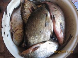 Мой рецепт копченой рыбы