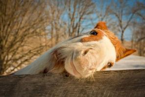 Животные, которые думают, что они секси