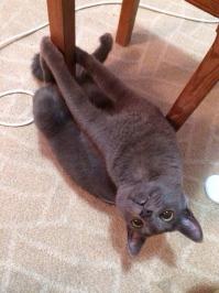 Животные, которые думают, что они секси