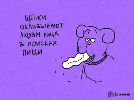 Взято с кинологических сайтов:

...Чтобы приласкаться к матери, щенок тычется носом в угол ее рта и лижет ее. Когда собака демонстрирует такое поведение по отношению к своему хозяину, это значит, что она просит ласки. Ответить на этот жест раздражением - значит дать собаке почувствовать себя растерянной, такая реакция хозяина покажется ей непонятной...
...Если ваша собака, возможно, после того как вы ее поругали, прикасается к вам мордой, желая коснуться своим носом угла вашего рта и лизнуть нос, это значит, что она желает восстановить приятельские отношения и признает вас своим вожаком...

Причем тут поиск еды вообще???