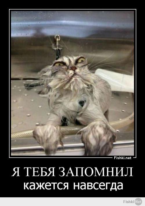 Коты и водные процедуры