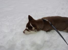 Моего хаски из воды не вытащить :) для него это счастье) 
Фотки где он на море на другом компе(