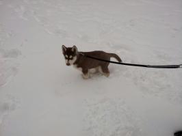 Моего хаски из воды не вытащить :) для него это счастье) 
Фотки где он на море на другом компе(