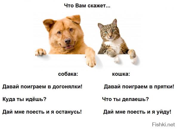 Коты помощники 