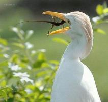 56-летняя индианка одержала победу в смертельной схватке с леопардом