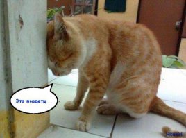 16 котов, понимающих, что значит похмелье