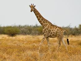 Картинки со смешными подписями