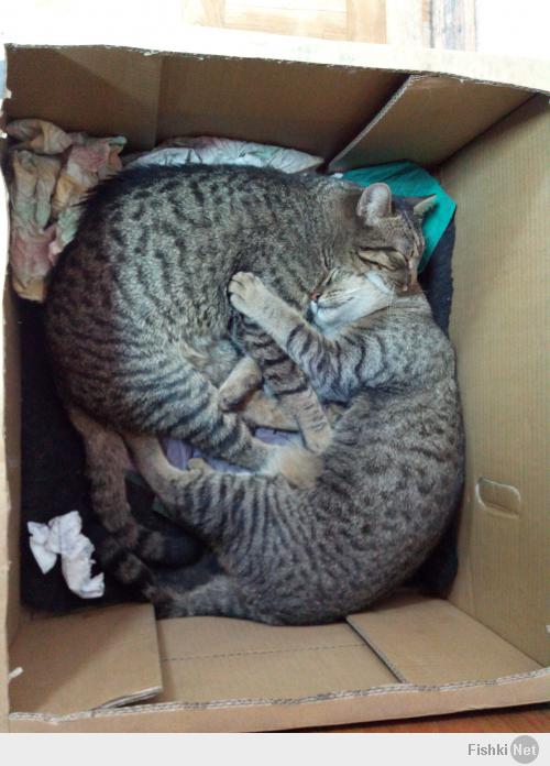 На работе в диспетчерской поселились два кота, возможно братья. Небольшой фотоотчет: