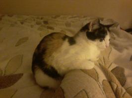 да,а она бедняга на улицевот мое трехцветное счастье любимое