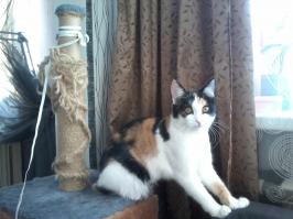 я смотрю у всех кошки как кошки,игрушки живые,коробки и домики целы!у меня же зверь по дому бродит!игрушки все в клочья.стырила у меня хвост лисий,теперь по дому валяется штук пять мелких.рычит как собака,в зубах мячи таскает.собакину подстилку отжала,та теперь спит на коврике в прихожей.столбик у домика весь изодран!а на фотках что на компах сидят!моя Дашуля залезла на стол и нажралась наглым образом креветок в масле,потом уселась жопой на ноутбук!открытый!и все это масло из кошкиной жопы вытекло на клаву и комп обиделся,и сдох!и все равно я ее люблю.без них жизнь скучна и однообразнана фотке зверь с замученным столбиком.