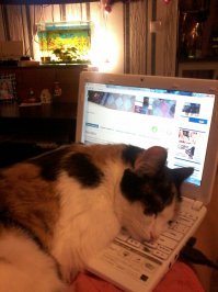 спит на мне.всегда.везде.вот и сейчас.