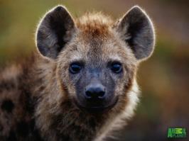 Ну вы поняли...)