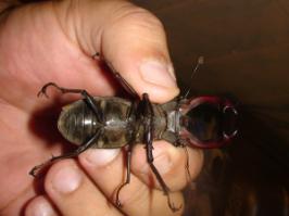 Совсем недавно, залетел на ужин...