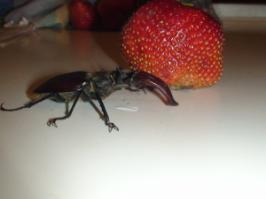 Совсем недавно, залетел на ужин...