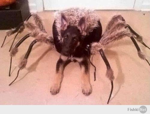 а теперь представьте, что приходите вы домой, и к вам собака выбегает.. 
в костюме паука..