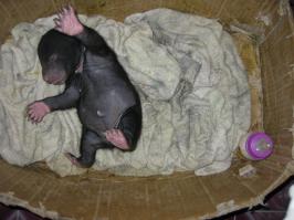 А маленькие вообще смешные!