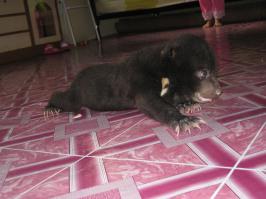 А маленькие вообще смешные!