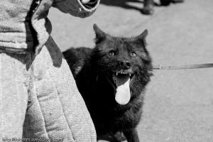 Автор фигню запостил! Да еще и фотографии совершенно не волкособов Касимова добавил! Берешься за тему, так  поищи хотя бы немного информации по ней! Автор проекта В.М. Касимов и его питомцы.