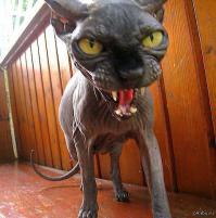 Навеяло: "Отдам котика в хорошие руки, БМВ-Х5 - в подарок,ключи на шее!"