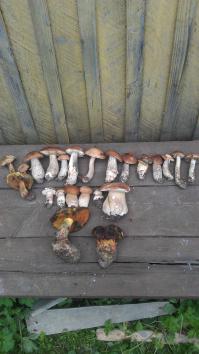 Класс! Я в отпуске этим летом в Тульской обрасти на даче тоже подберезовиков много надергала и белых с пяток))