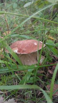 Класс! Я в отпуске этим летом в Тульской обрасти на даче тоже подберезовиков много надергала и белых с пяток))