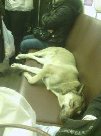 пассажиры, которым не нужно объявлять станции, а они и так знают, где едут)))Собака сфотана на Кольцевой в час пик. Самое интересное, что никто не стал её будить, и все ехали стоя вокруг неё))))