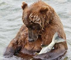 Медведь опустил лосося в воду, чтобы тот не задохнулся)