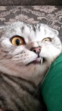 Фотогеничность 