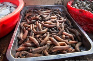 А это что за кошачьи какашки???Даже не знаю, что это за морские гады, подскажите несведущему