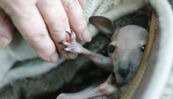 Суррогатный «родитель» для кенгурят Крис Барнс