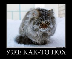 19 кошек, у которых жизненный кризис, потому что их не пускают домой