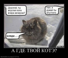 19 кошек, у которых жизненный кризис, потому что их не пускают домой
