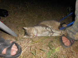 Кот, который прибился к нам на рыбалке и каждый вечер наедался рыбы от пуза, и где сидел-там засыпал и всегда вот с таким языком)))