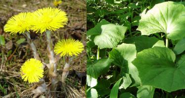 Согласен с Олесей, 
"Мать-и-Мачеха, которая не растёт у нас в Сибири," - все у нас растет, надо знать как выглядит)