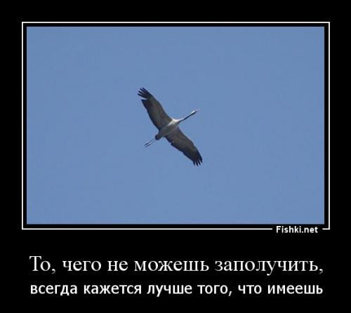 Фишкина солянка за 18.05.2014