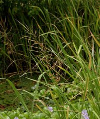 Овёс в лесу сажают в охот угодьях, для подкорма диких животных, на озёрах сажают дикий рис