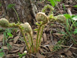 С папоротником всё очень просто--- любой папоротник не ядовит и в принципе съедобен, просто некоторые горькие.... Собирать нужно вот такие -- молодые побеги