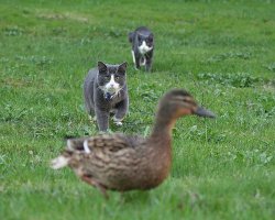 Звери на охоте