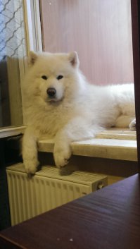 На окне прохладней