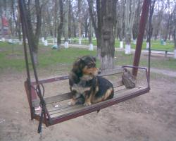 Без собак и жизнь не та! 