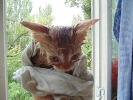 наш мытый гремлин =)