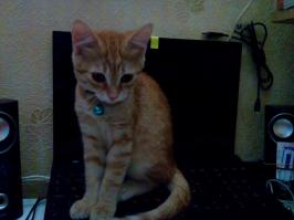 и наша тоже с улицы, чистюля и умничка =)